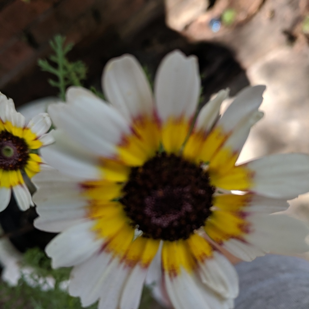 Meet your Posher, Pamela